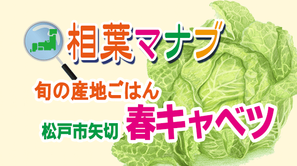 相葉マナブ 旬の産地ごはん 春キャベツ 千葉県 松戸市 矢切