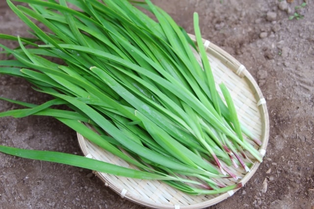 相葉マナブ 旬の産地ごはん ニラ 茨城県 小美玉市