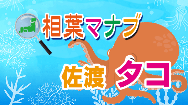 相葉マナブ 佐渡 タコ