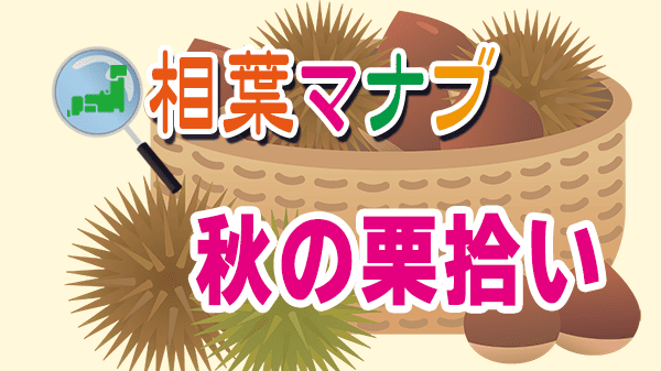 相葉マナブ 秋の栗拾い 栗料理 栗レシピ